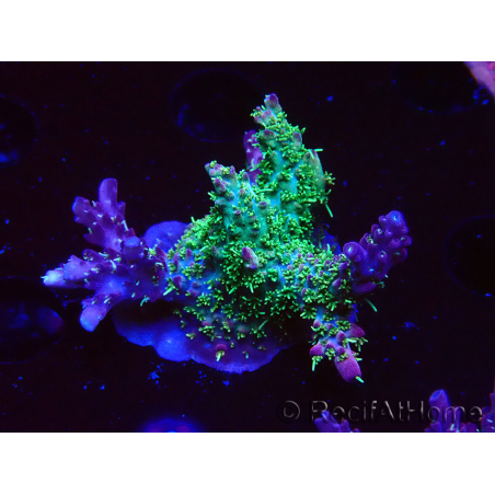 WYSIWYG- RAH Acropora Purple Haze