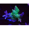 WYSIWYG- RAH Acropora Purple Haze