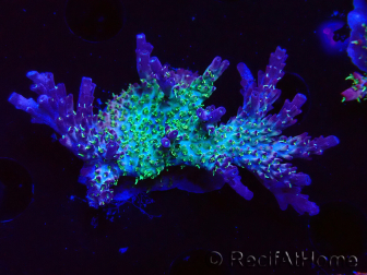 WYSIWYG- RAH Acropora Purple Haze