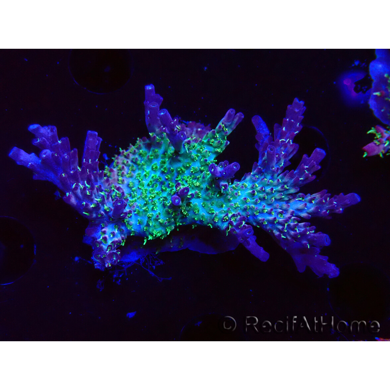 WYSIWYG- RAH Acropora Purple Haze