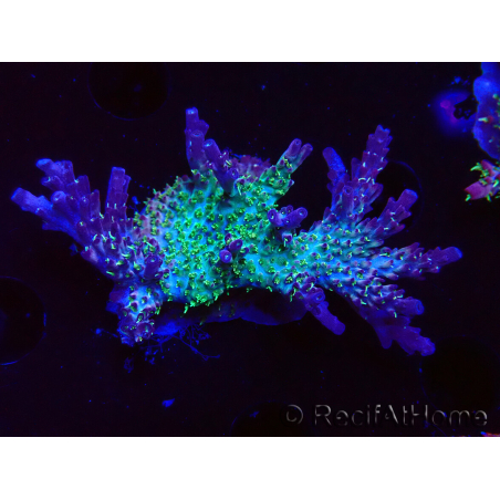 WYSIWYG- RAH Acropora Purple Haze