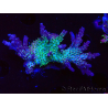 WYSIWYG- RAH Acropora Purple Haze