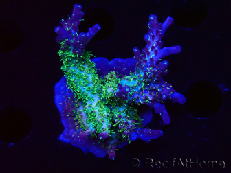 WYSIWYG- RAH Acropora Purple Haze 5B5