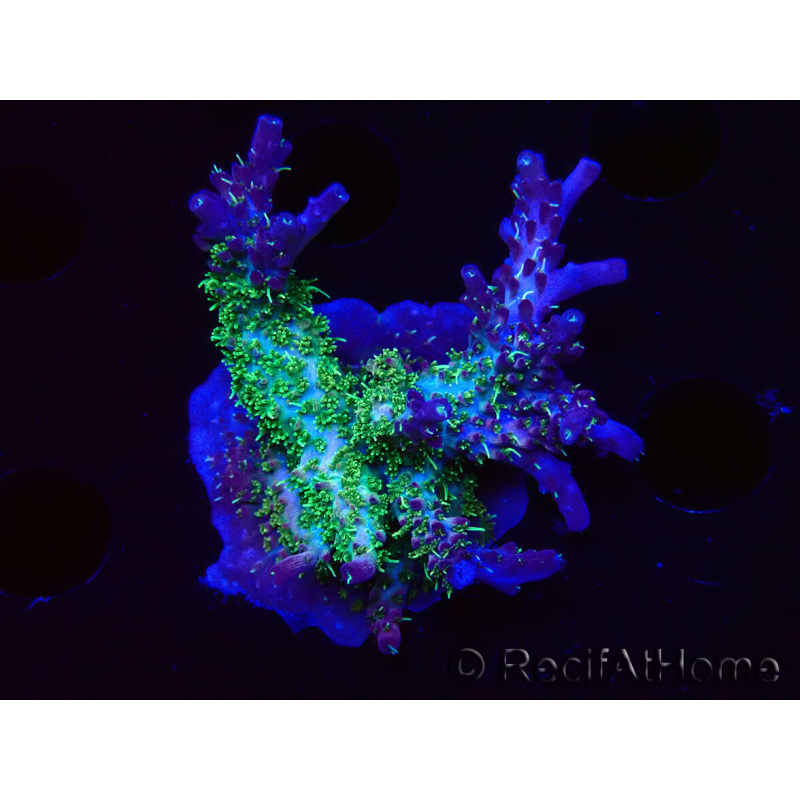 WYSIWYG- RAH Acropora Purple Haze