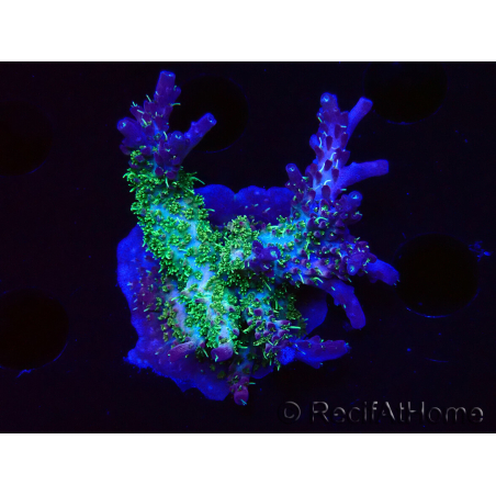 WYSIWYG- RAH Acropora Purple Haze
