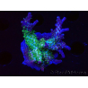 WYSIWYG- RAH Acropora Purple Haze