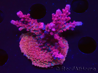 WYSIWYG Acropora millepora Rosa