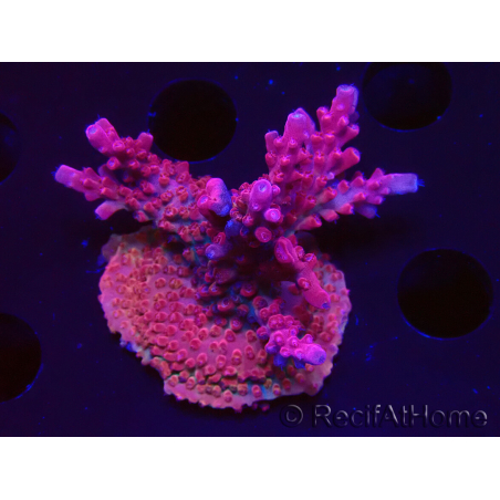 WYSIWYG Acropora millepora Rosa