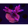 WYSIWYG Acropora millepora Rosa