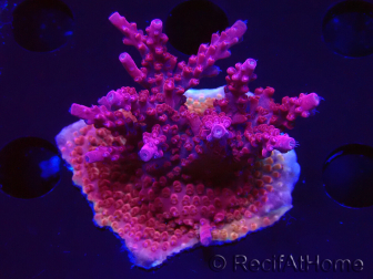 WYSIWYG RAH Acropora Ghost Town 5D2