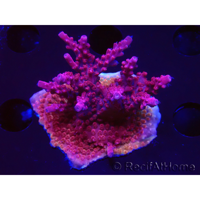 WYSIWYG Acropora
