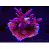 WYSIWYG Acropora