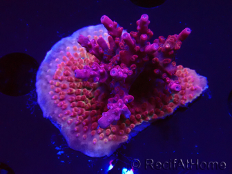 WYSIWYG RAH Acropora Ghost Town 5D3