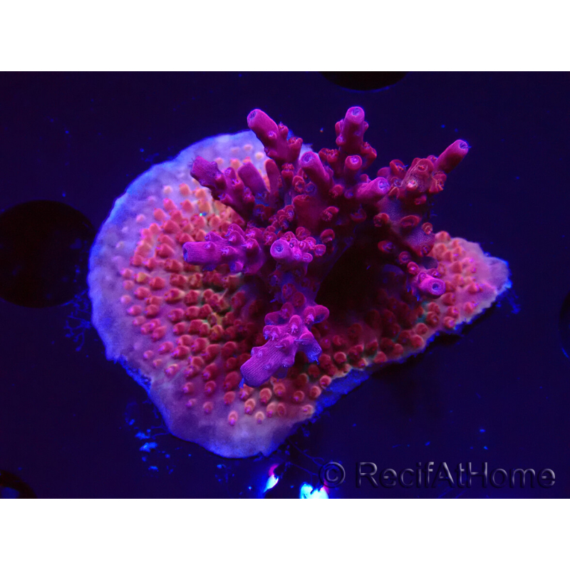 WYSIWYG Acropora sp Ultra