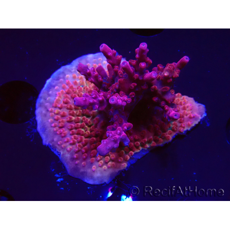 WYSIWYG Acropora sp Ultra