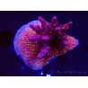 WYSIWYG Acropora sp Ultra