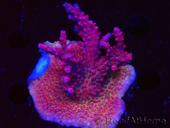WYSIWYG RAH Acropora Ghost Town 5D4