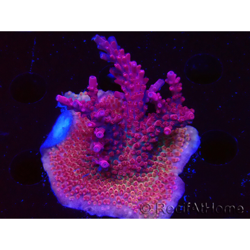 WYSIWYG RAH Acropora Ghost Town 5D4
