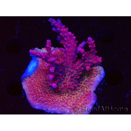 WYSIWYG RAH Acropora Ghost Town 5D4