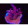 WYSIWYG Acropora sp Ultra
