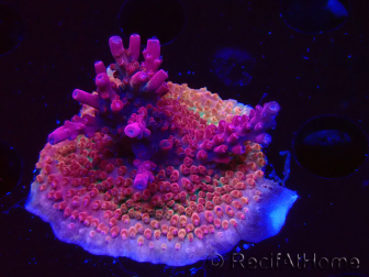 WYSIWYG Acropora sp Ultra