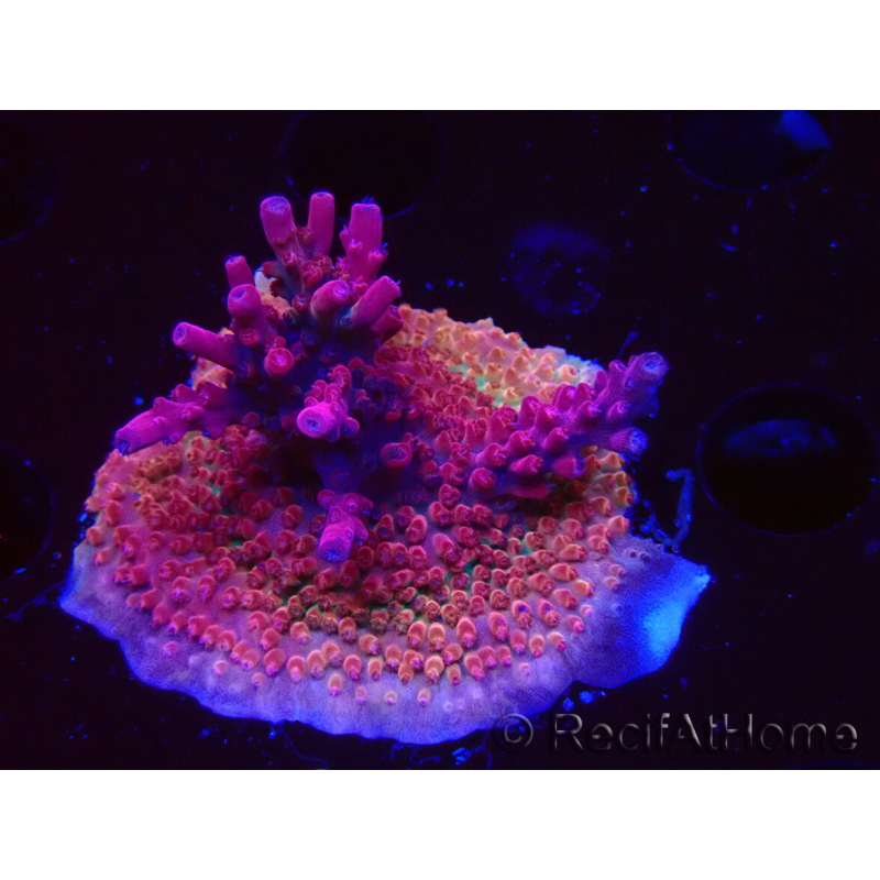 WYSIWYG Acropora sp Ultra