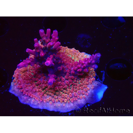WYSIWYG Acropora sp Ultra
