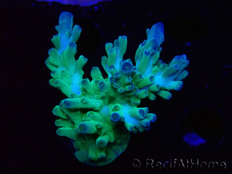 WYSIWYG RAH Acropora austera teal 5F6