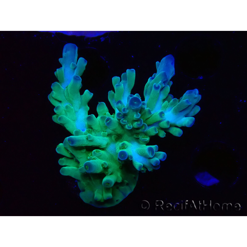 WYSIWYG RAH Acropora austera teal