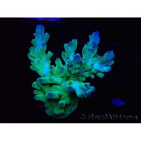 WYSIWYG RAH Acropora austera teal