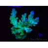 WYSIWYG RAH Acropora austera teal