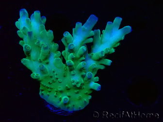 WYSIWYG RAH Acropora austera teal