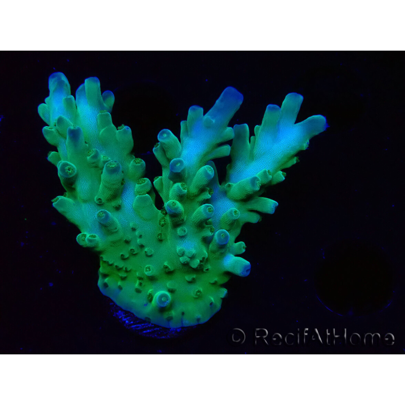 WYSIWYG RAH Acropora austera teal