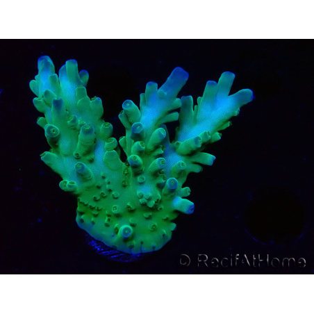 WYSIWYG RAH Acropora austera teal