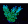 WYSIWYG RAH Acropora austera teal 5F7