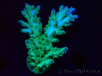 WYSIWYG RAH Acropora austera teal