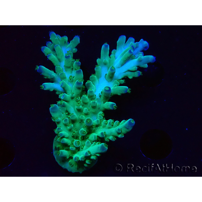 WYSIWYG RAH Acropora austera teal 5F8