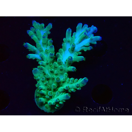 WYSIWYG RAH Acropora austera teal