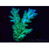 WYSIWYG RAH Acropora austera teal 5F8