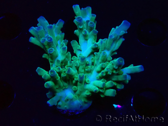 WYSIWYG RAH Acropora austera teal