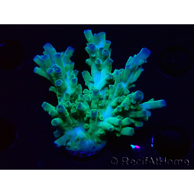 WYSIWYG RAH Acropora austera teal