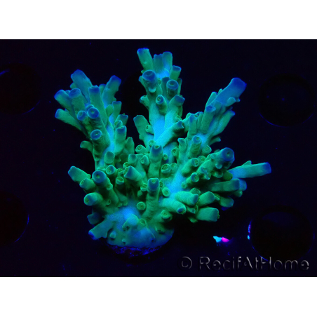 WYSIWYG RAH Acropora austera teal 5F9