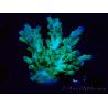 WYSIWYG RAH Acropora austera teal
