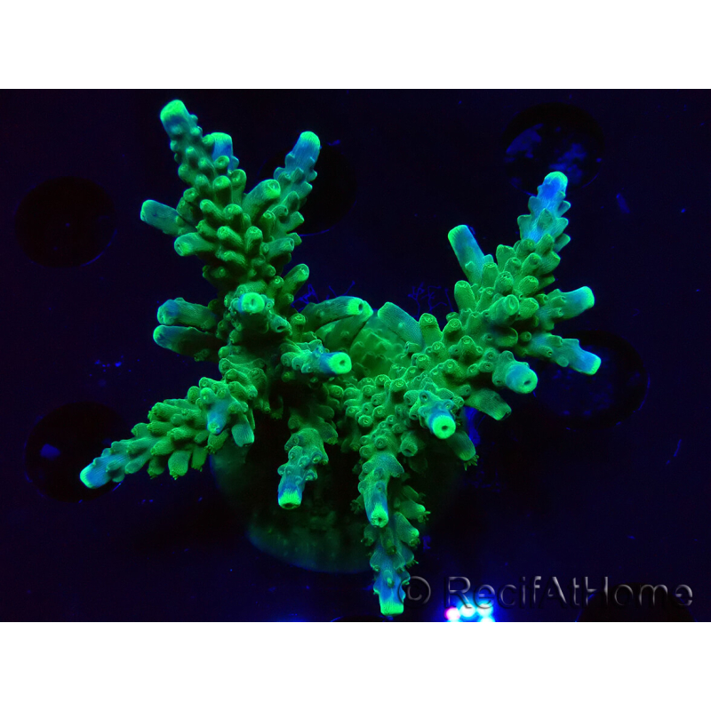WYSIWYG RAH Acropora Joker