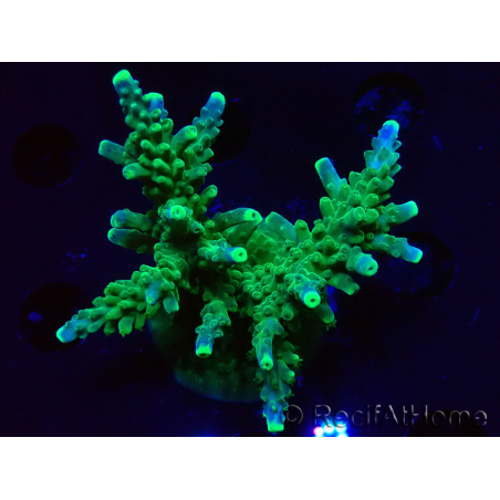 WYSIWYG RAH Acropora Joker