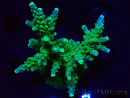 WYSIWYG RAH Acropora Joker