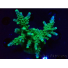 WYSIWYG RAH Acropora Joker