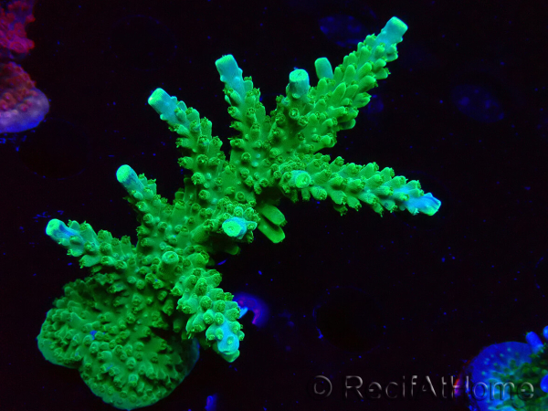WYSIWYG RAH Acropora Joker
