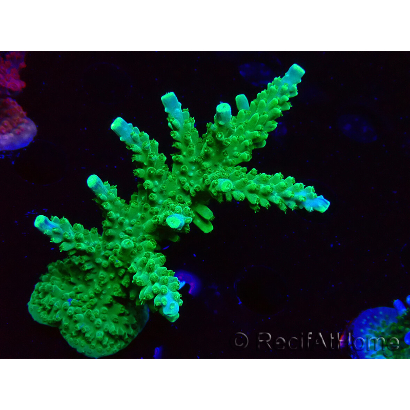 WYSIWYG RAH Acropora Joker