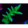 WYSIWYG RAH Acropora Joker